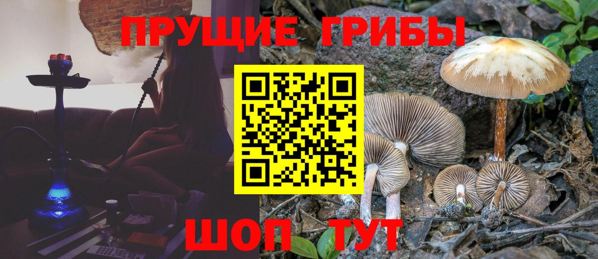 Тамбов  Галлюциногенные грибы Psilocybine cubensis  Вход с VPN 